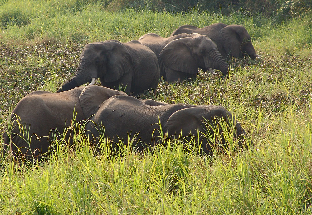 Maramba River Lodge