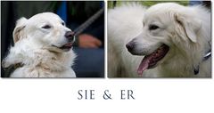 Marammen-Abruzzen-Schäferhund