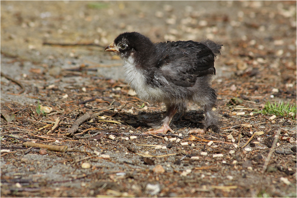 Marans-Küken (7)