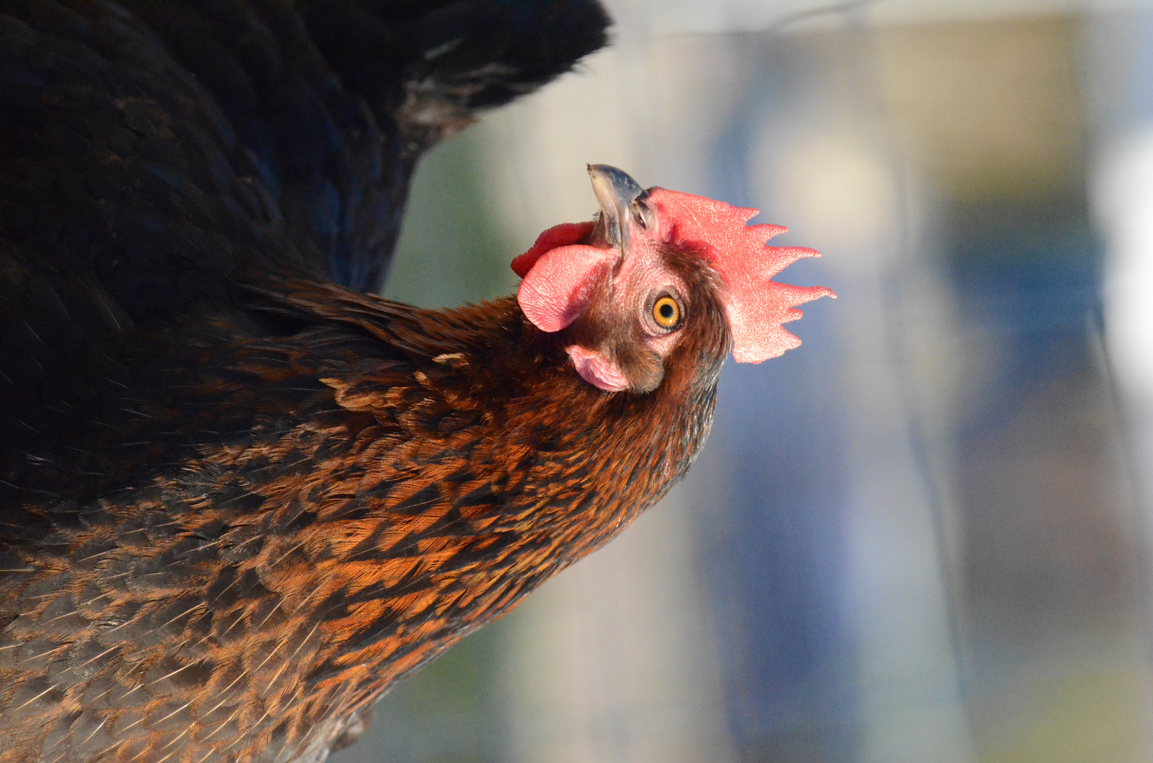 Maranshenne Foto & Bild natur, huhn, marans Bilder auf