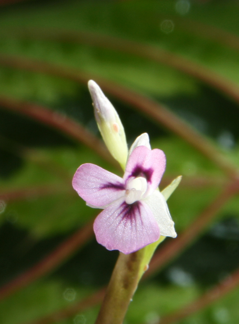 Maranta tricolor