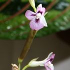 Maranta tricolor