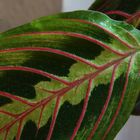 Maranta tricolor  Blatt