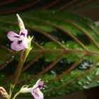 Maranta tricolor mit Blatt