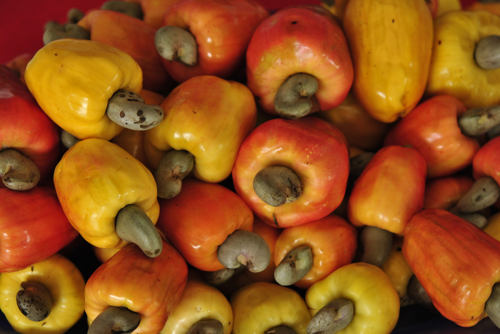 Marañon Imagen & Foto | frutos y semillas, plantas, fruta marañon dulce