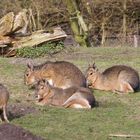 Maras in der Frühlingssonne