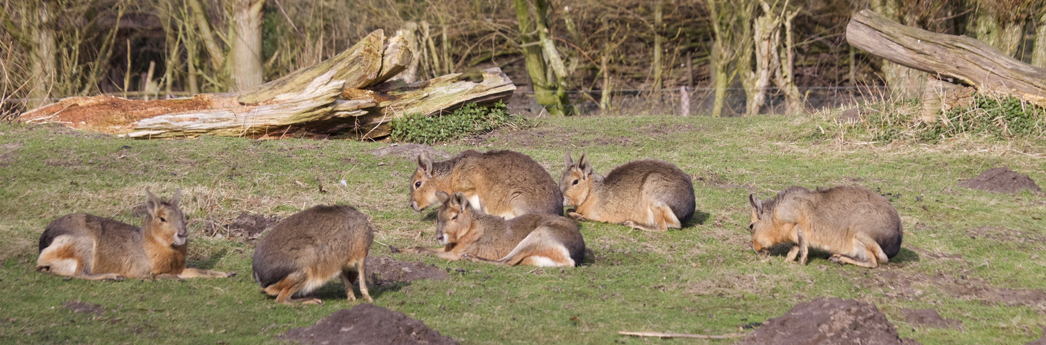 Maras in der Frühlingssonne