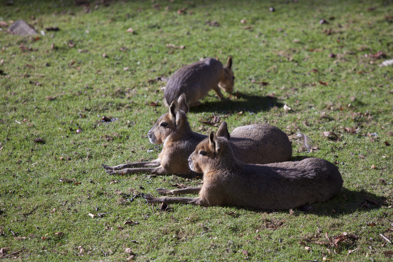 Maras in der Sonne