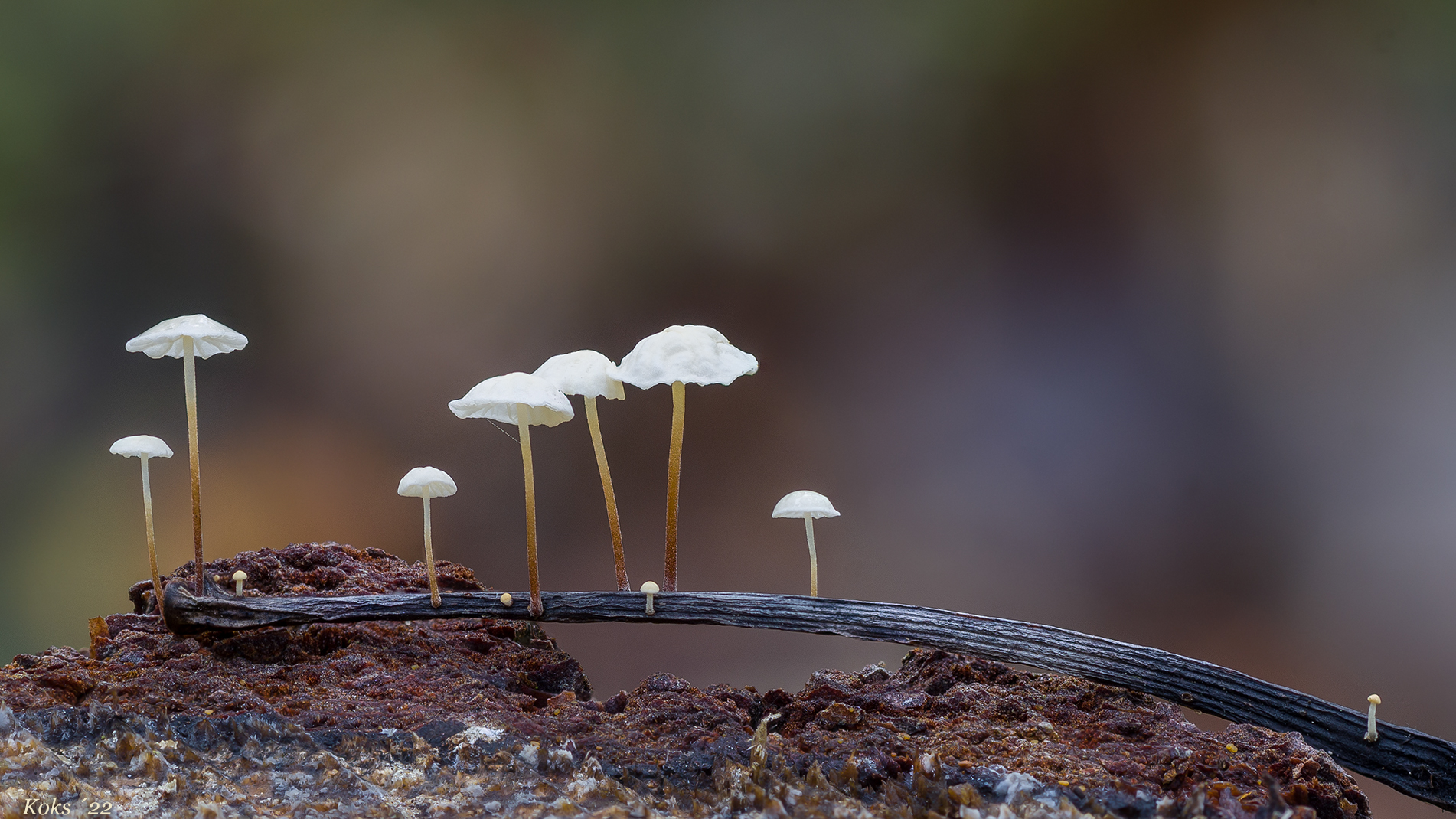 Marasmius favrei