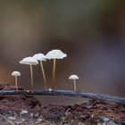 Marasmius favrei