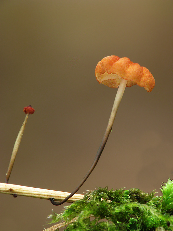 Marasmius graminum