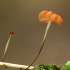 Marasmius graminum