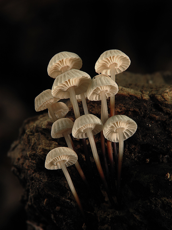 Marasmius rotula