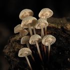 Marasmius rotula