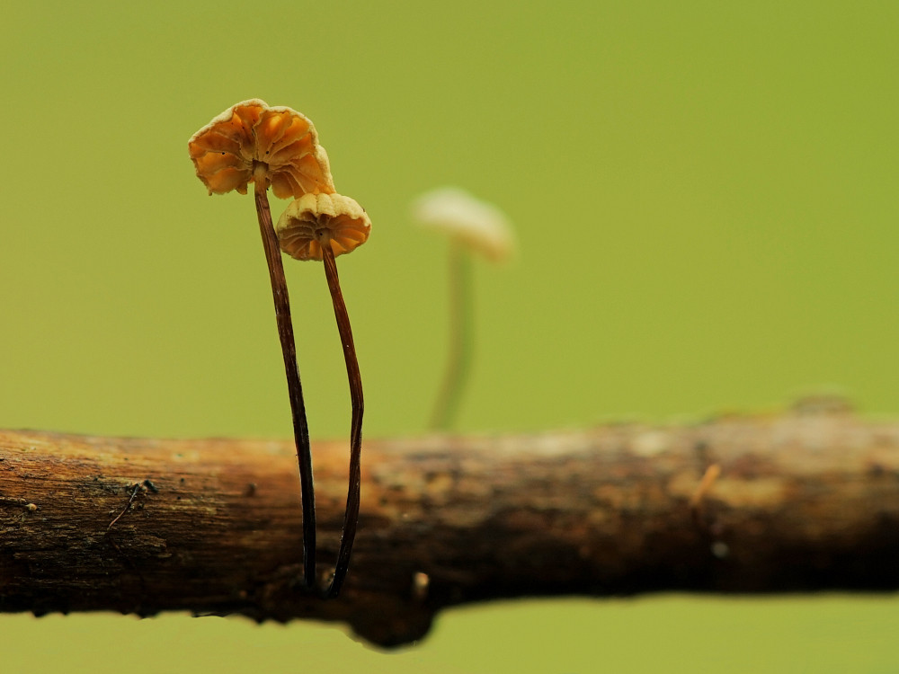 Marasmius rotula sollte es sein,