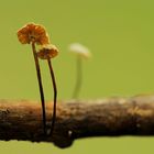 Marasmius rotula sollte es sein,