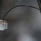 Marasmius sp.