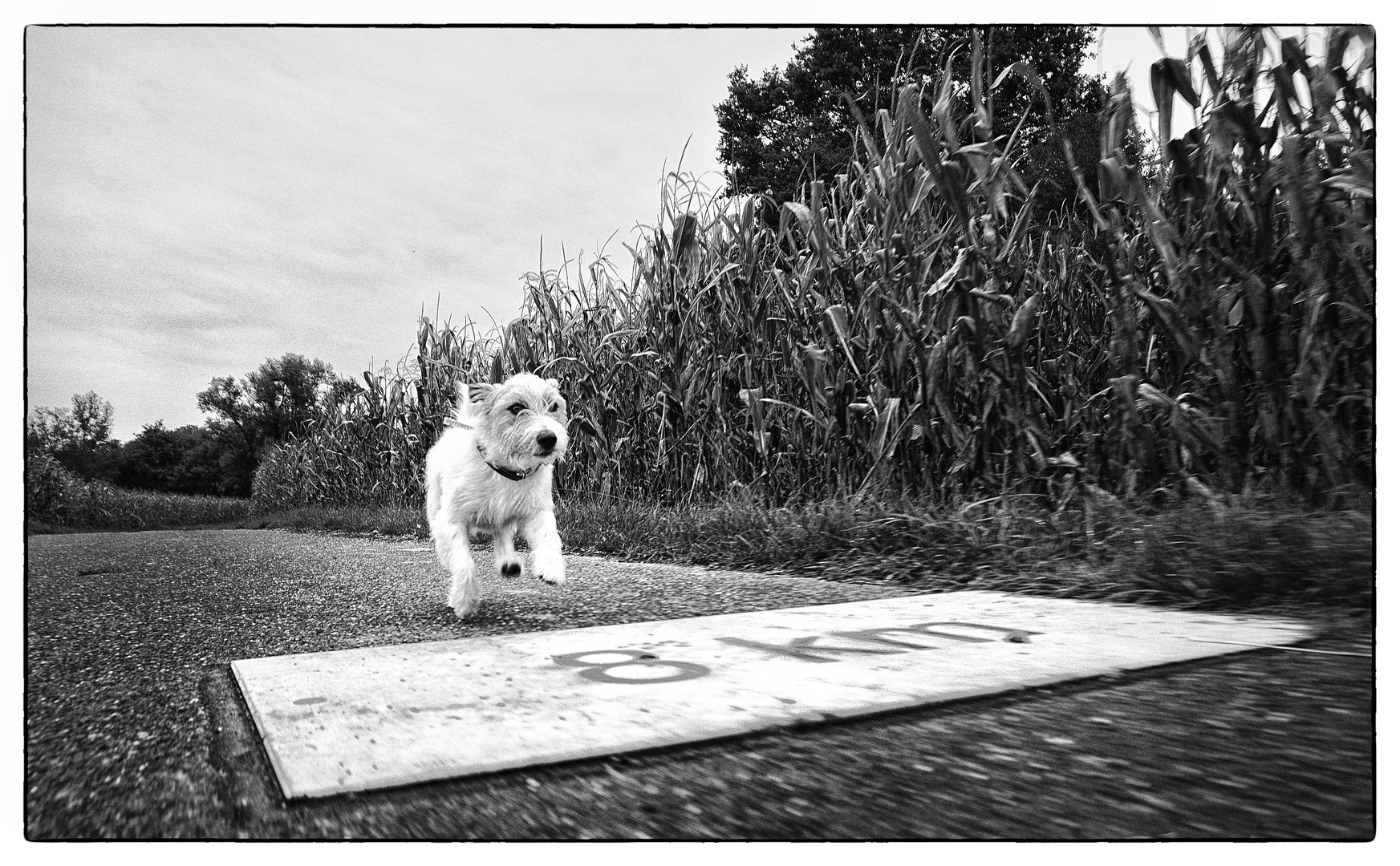 Marathon Madness - "Mist - noch 8km..."