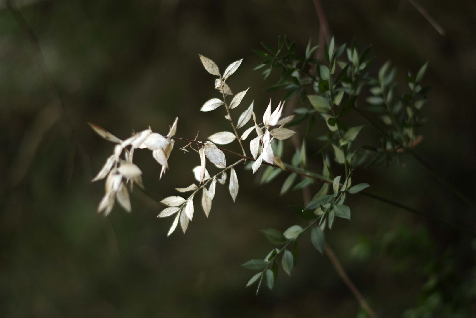 maravillas de la naturaleza