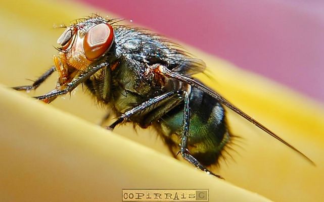 MARAVILLOSA- MENTE ASQUE- ROSO