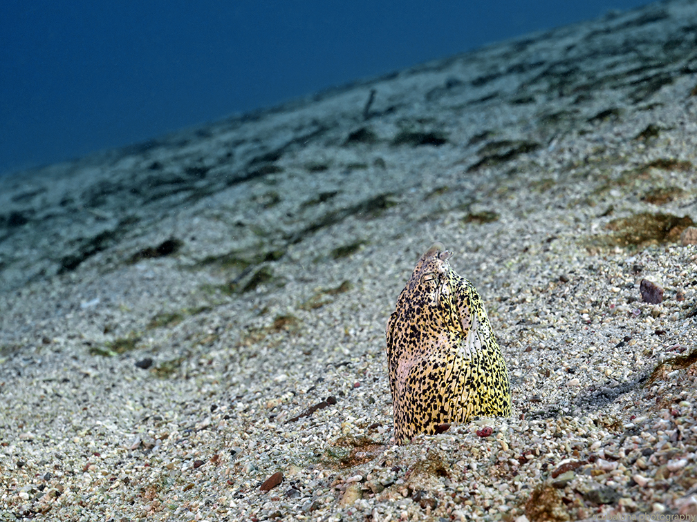 Marbled snake eel