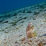 Marbled snake eel