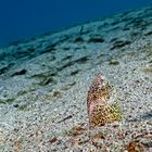 Marbled snake eel