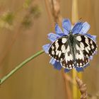 Marbled White