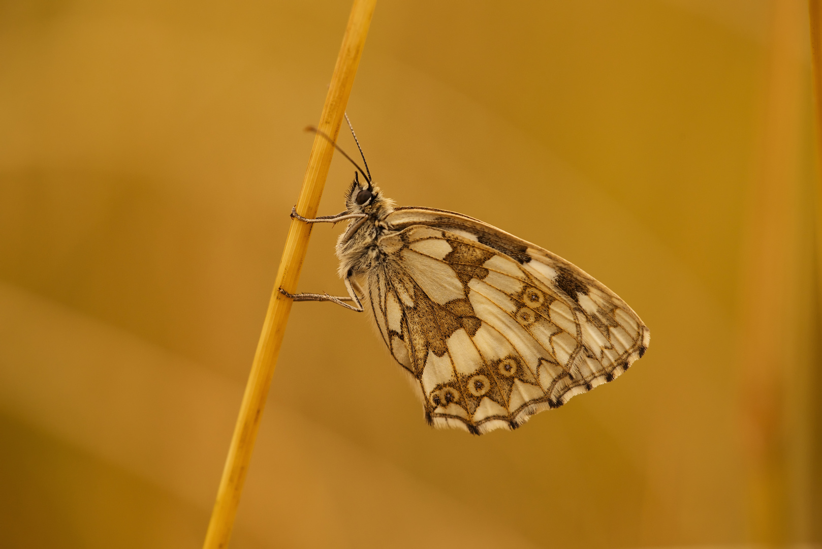 Marbled White