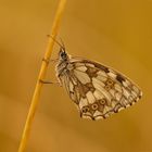 Marbled White