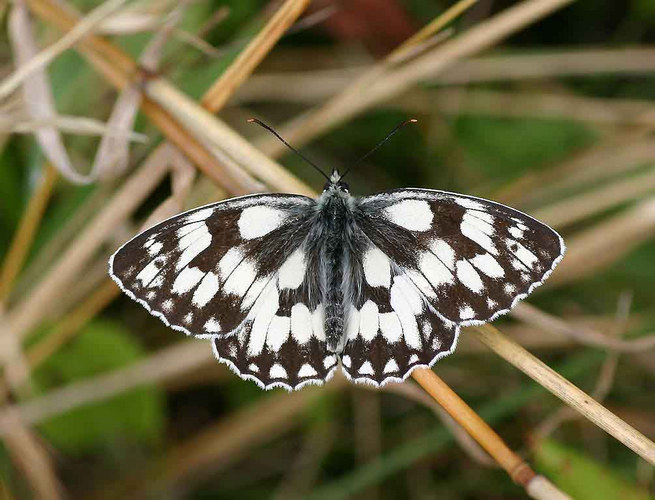 Marbled White - Melanargia galathea