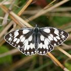 Marbled White - Melanargia galathea