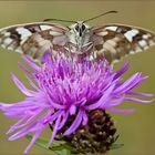 Marbled White on thistle