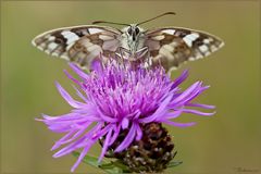 Marbled White on thistle