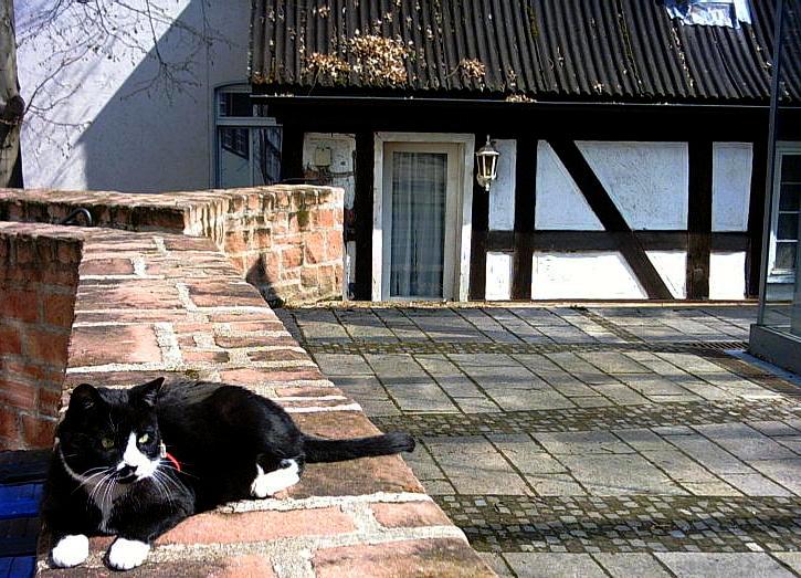 Marburger Oberstadtkatze II (kontrolliert die Gegend um die alte Synagoge).