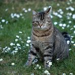 Marceline à la chasse aux papillons