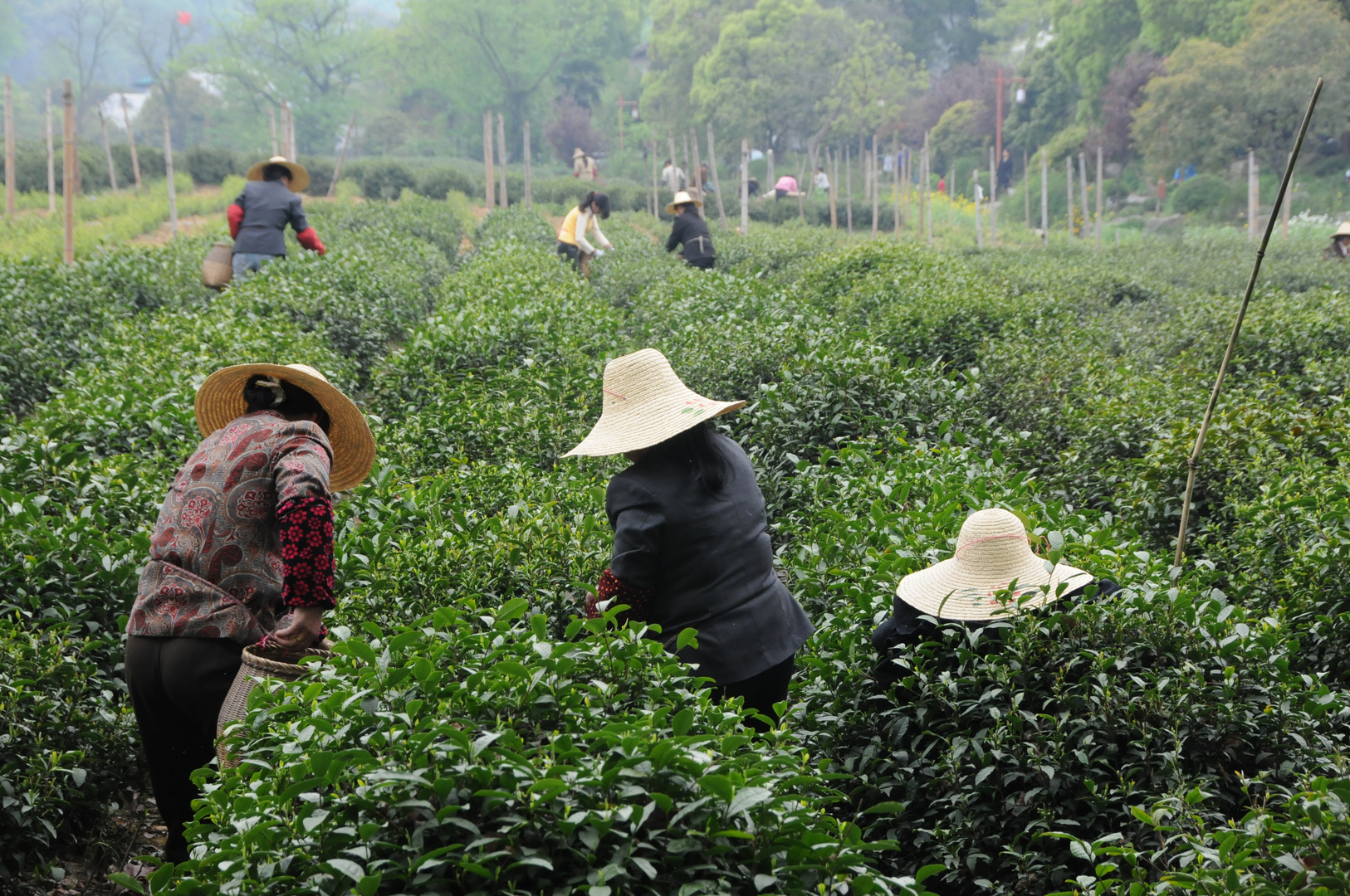 March in Hangzhou, where the best green tee come from......taken before rain..