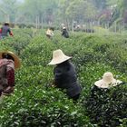 March in Hangzhou, where the best green tee come from......taken before rain..