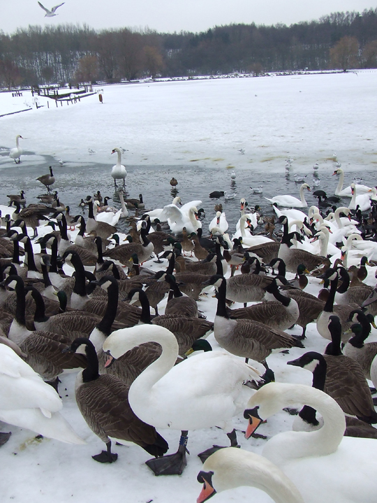 March of the birds