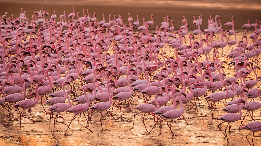March of the Flamingoes, Flamingo Bay (Namibia)