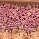 March of the Flamingoes, Flamingo Bay (Namibia)