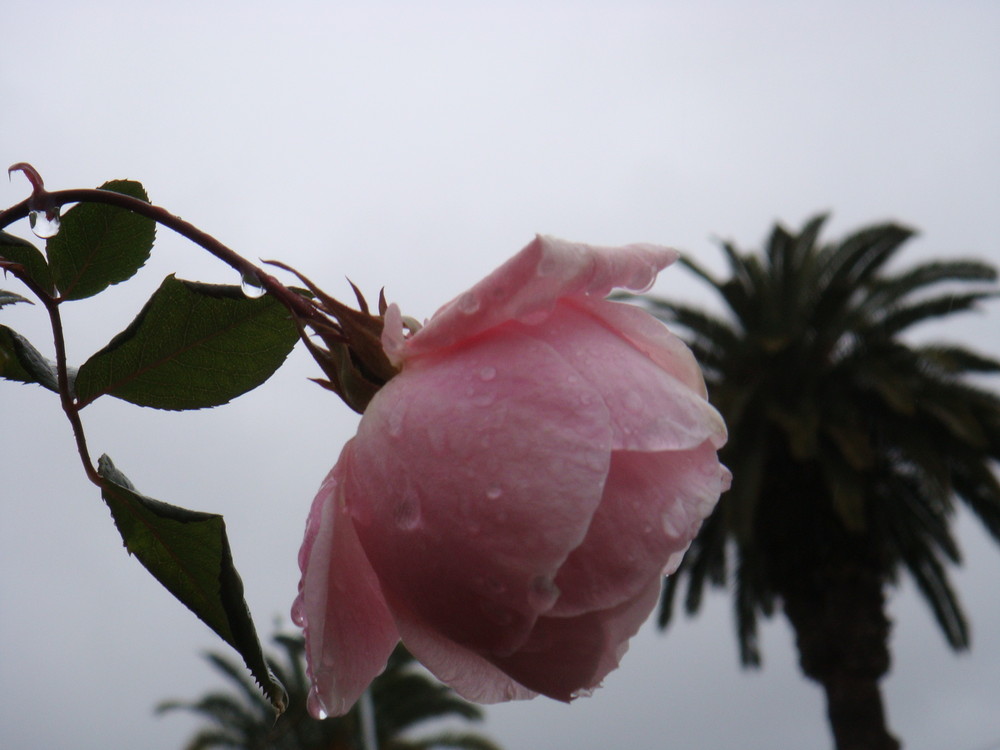 March rose after a rain