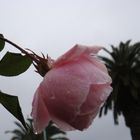 March rose after a rain