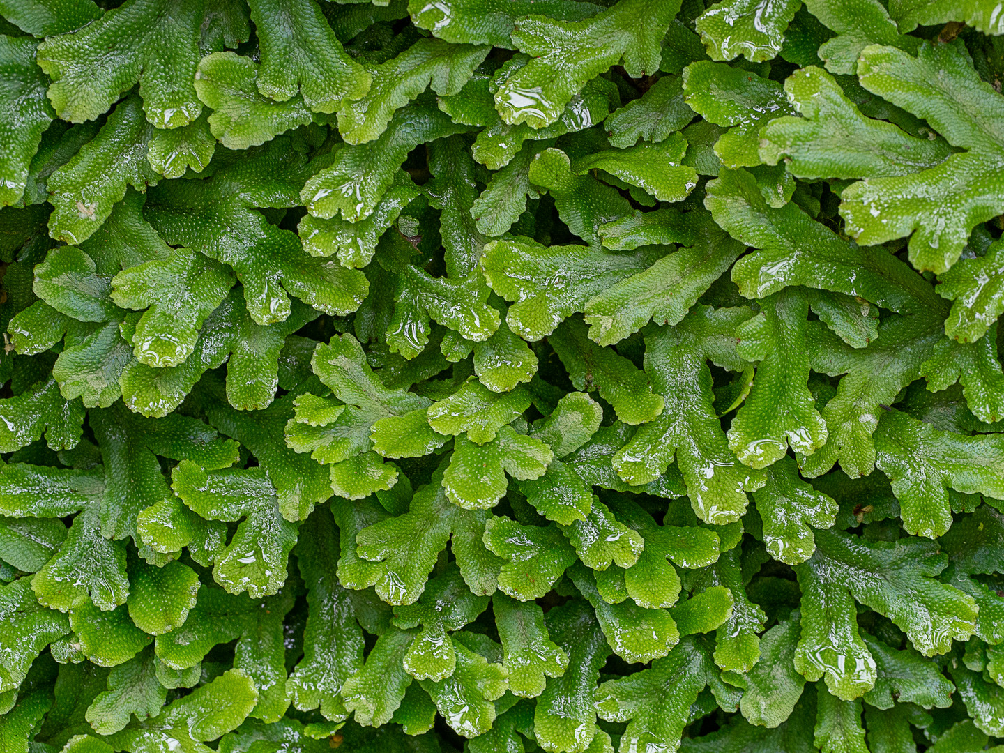 Marchantia spec. Lebermoos