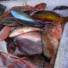 marché aux Poissons - Saint François Guadeloupe