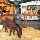 Marché de Noël à Champigny 