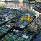 Marché Flottant - L'Isle-sur-la-sorgue (01)