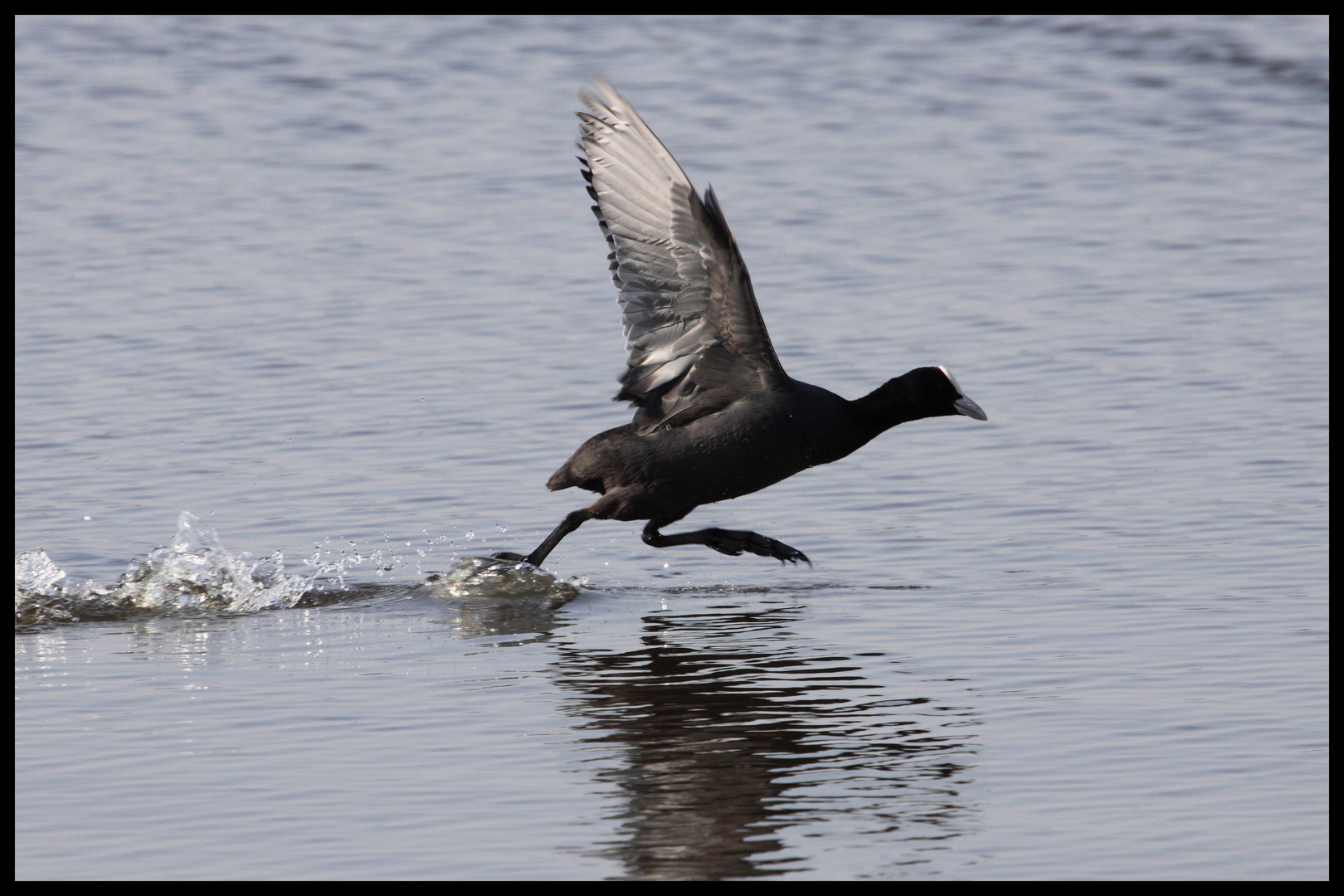 Marche sur l' eau