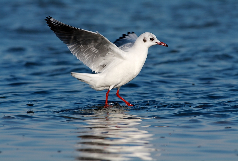 Marche sur l'eau