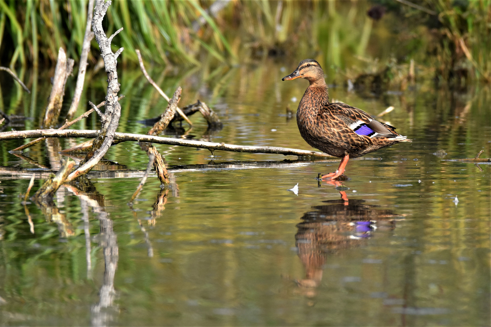 Marche sur l'eau